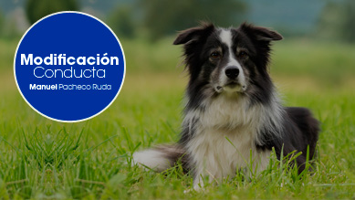 04 – Modificación de Conducta 2 veces al mes te resuelvo todas tus dudas en clases directo. ¡Aviso por grupo de telegram!