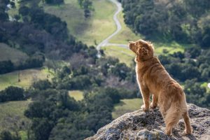 adiestrador-canino-manuel-pacheco-08